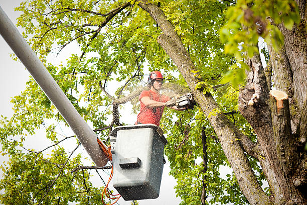 Best Stump Grinding and Removal  in Greenwood Lake, NY