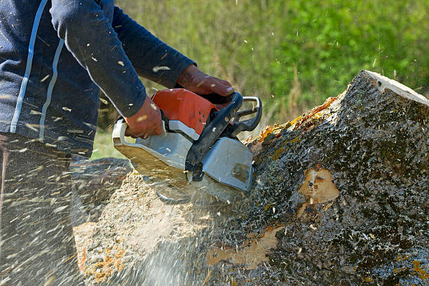 Best Tree Disease Treatment  in Greenwood Lake, NY